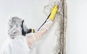 Philadelphia, PA Mold Prevention & Removal  Company